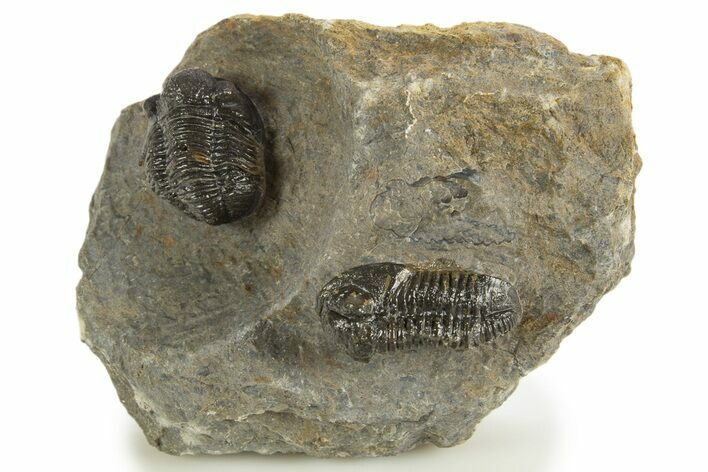 Two Detailed Gerastos Trilobite Fossils - Morocco #331982